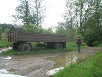 Výsadba Carpinus betulus Fastigiata- Šťáhlavice