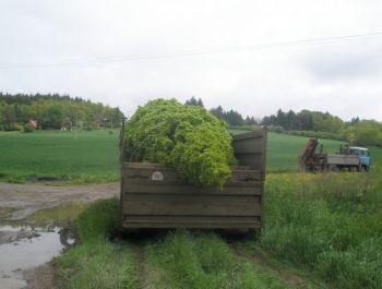 Výsadba Carpinus betulus Fastigiata- Šťáhlavice